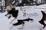 Race dogs with shirts promoting immunization during the ceremonial beginning of the Iditarod race.