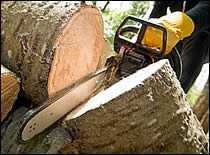 Gasoline-Powered Chainsaw Cutting the Trunk of a Large Fallen Tree