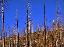 	Photo of burnt trees.
