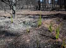 Photo of a forest landscape that has been burned by wildfire.