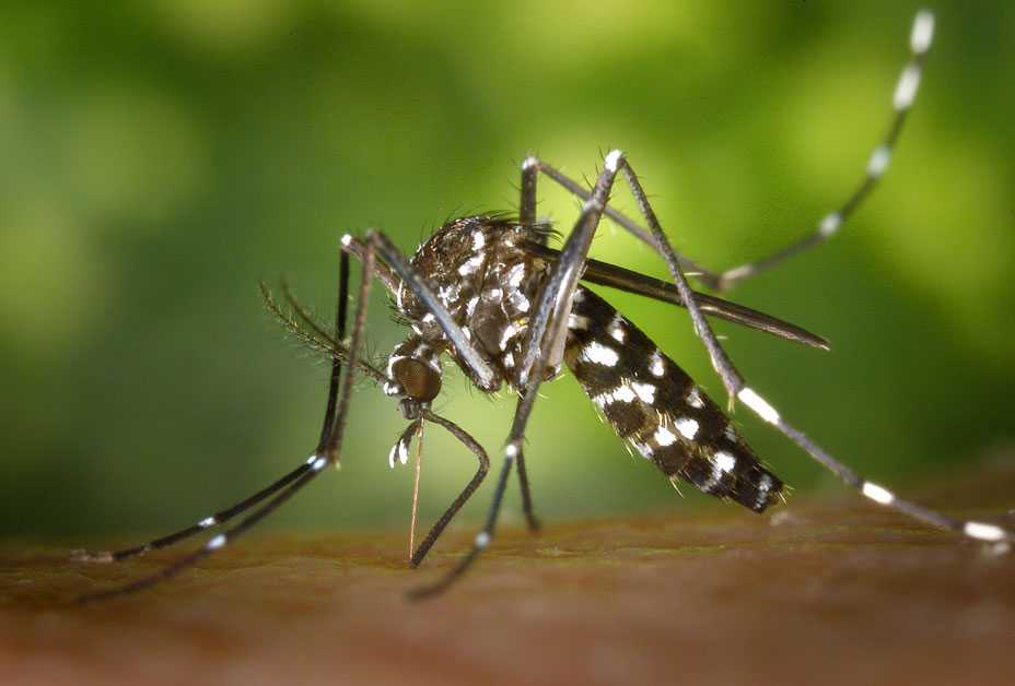 Female Mosquito Feeds on a Human Host