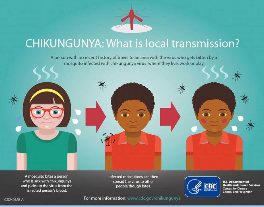 Chikungunya: What is local transmission?