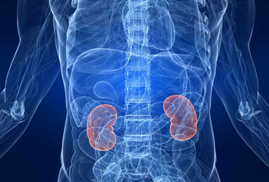 3D Image of body featuring kidneys