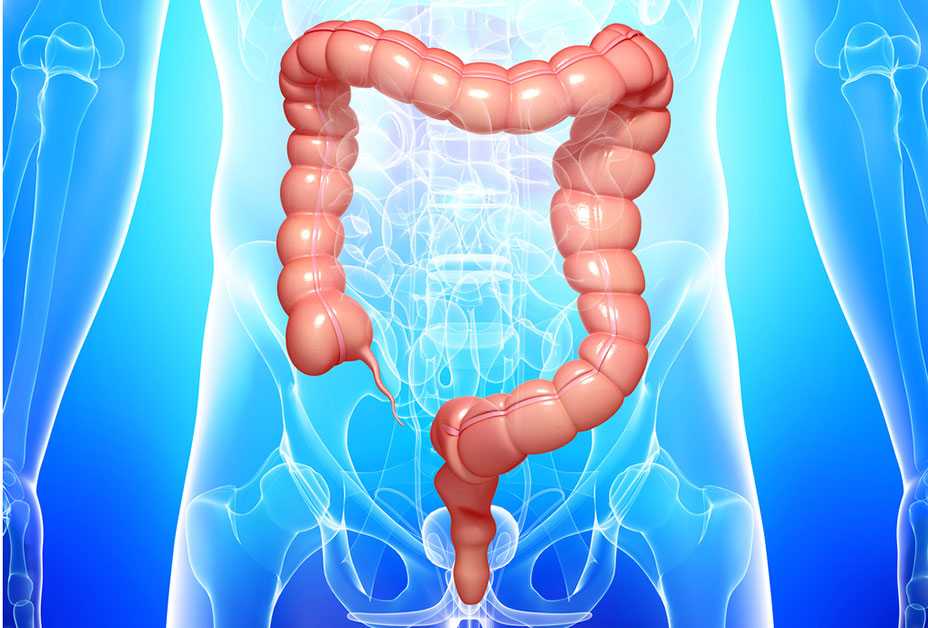 Illustration of Digestive System
