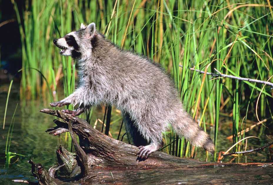 Raccoon on log