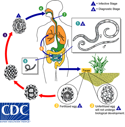 Life cycle of ascariasis