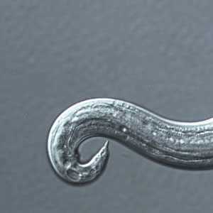 A. cantonensis larvae recovered from slugs.
