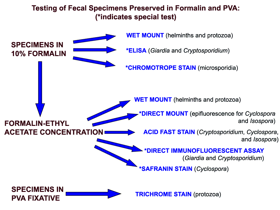 This flow chart shows how specimens preserved in formalin and PVA are processed and tested at CDC.
