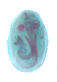 Giardia duodenalis cyst