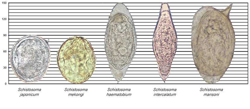 Images of various Schistosoma species along a scale for reference.