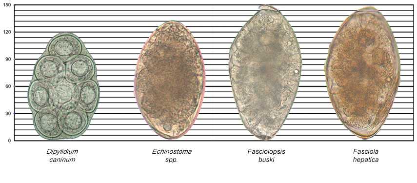 Images of Dipylidium caninum, Echinostoma spp., Fasciolopsis buski, and Fasciola hepatica along a scale for reference.