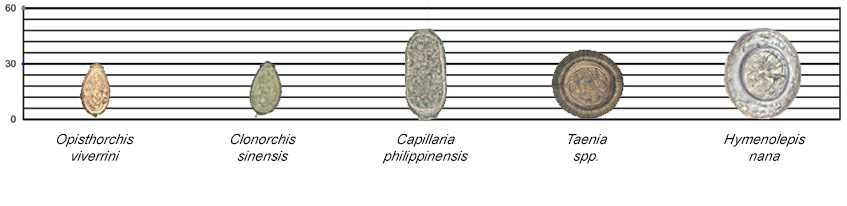 giardia pinworms opisthorchis)