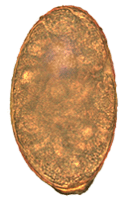 Nanophyetus salmincola egg