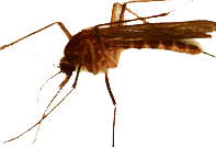 Culiseta melanura mosquito