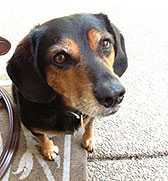 Un perro beagle con cara de preocupación