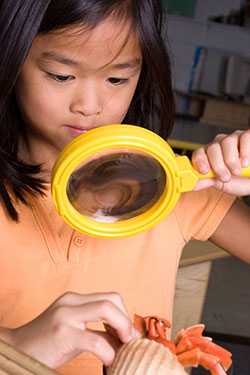 Girl examining crab with magnifying glass