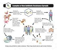 Click image for larger version of this Infographic: How Antibiotic Resistance Spreads