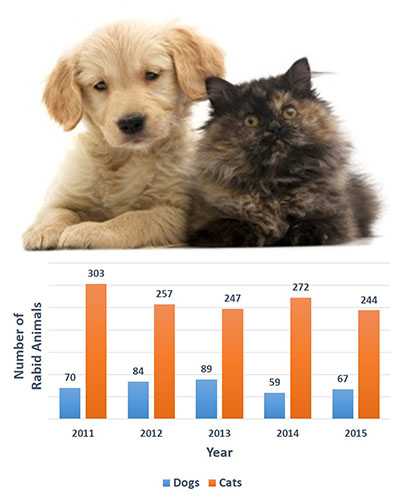 Chart: Counts of rabies in dogs and cats for 2010-2014