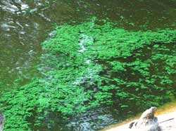 Harmful algal bloom in Chain Lake