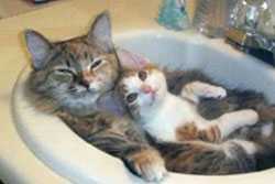 Two cats lying in a sink