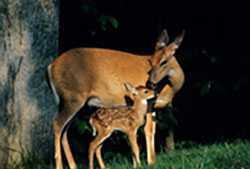 Doe and fawn