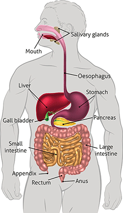 Graphic of digestive system