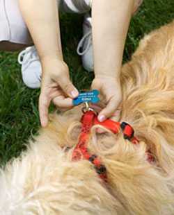 Photo: Dog tag