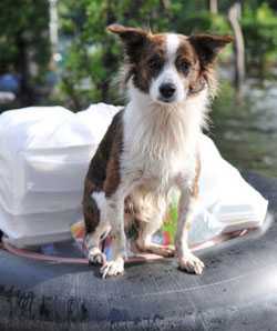 Photo: Dog on a float 