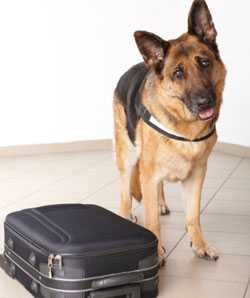 Photo: Dog with suitcase