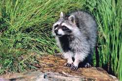 A racoon