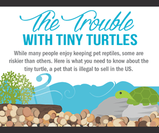 Infographic: The Trouble with Tiny Turtles
