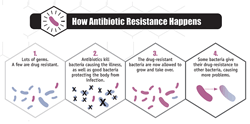 Infographic: How Antibiotic Resistance Happens