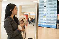 Woman checking arrivals and departures screen