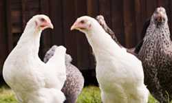 Los virus de la influenza aviar A son muy contagiosos entre las aves.