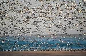 Wild aquatic birds such as these common terns are the natural hosts for all known influenza type A viruses.