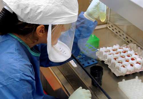 A CDC Scientist harvests H7N9 virus that has been grown for sharing with partner laboratories for research purposes