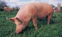 Foto de un cerdo pastando en un campo. La influenza porcina en cerdos es uno de los tipos de influenza.