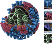 3D View -- Full Sliced with Key. Graphical representation of the biology and structure of a generic influenza virus, and are not specific to the 2009 H1N1 virus.