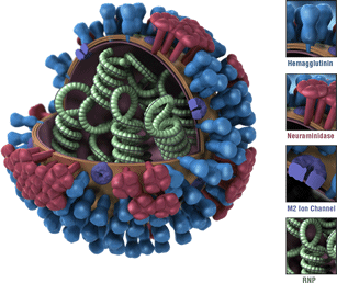 3D graphical representation of the biology and structure of a generic influenza virus, and are not specific to the 2009 H1N1 virus.