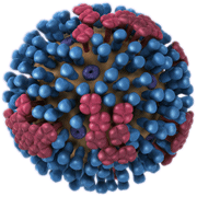 3D View -- Full. Graphical representation of the biology and structure of a generic influenza virus, and are not specific to the 2009 H1N1 virus.