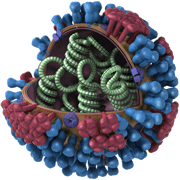 Vista en 3D -- Completa, con corte. Representación gráfica de la biología y la estructura de un virus genérico de la influenza, y que no pertenece al virus de la influenza H1N1 2009.