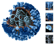 Vista en 3D -- Completa, con corte y referencias. Representación gráfica de la biología y la estructura de un virus genérico de la influenza, y que no pertenece al virus de la influenza H1N1 2009.