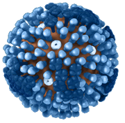 Vista en 3D -- Completa. Representación gráfica de la biología y la estructura de un virus genérico de la influenza, y que no pertenece al virus de la influenza H1N1 2009.