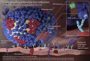 Información sobre el contagio de la influenza: el virus de la influenza compromete las células de las vías respiratorias