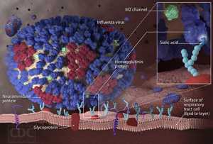 Información sobre el contagio de la influenza: el virus de la influenza compromete las células de las vías respiratorias
