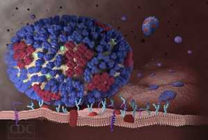 Understanding Influenza Flu Infection: An Influenza Virus Binds to a Respiratory Tract Cell
