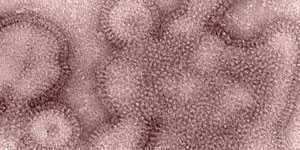  H3N2v virus