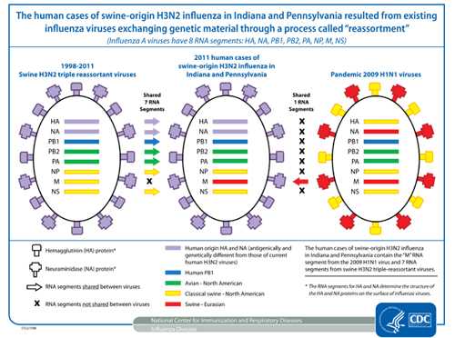 The cases of human infection with swine–origin H3N2 influenza resulted from existing influenza viruses exchanging genetic material through a process called reassortment.