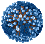 Reproducción tridimensional del virus de la influenza A