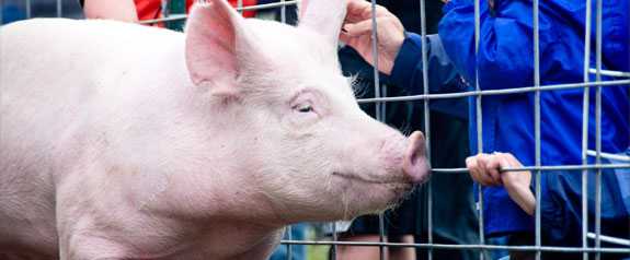 CDC Spotlight:  4 Variant Virus Infections Linked to Pig Exposures 